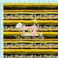 Club 35 | Bee Stripe | Pre-Order
